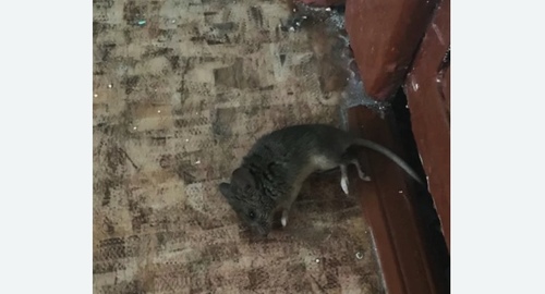 Дезинфекция от мышей в Алтуфьевском районе Москвы