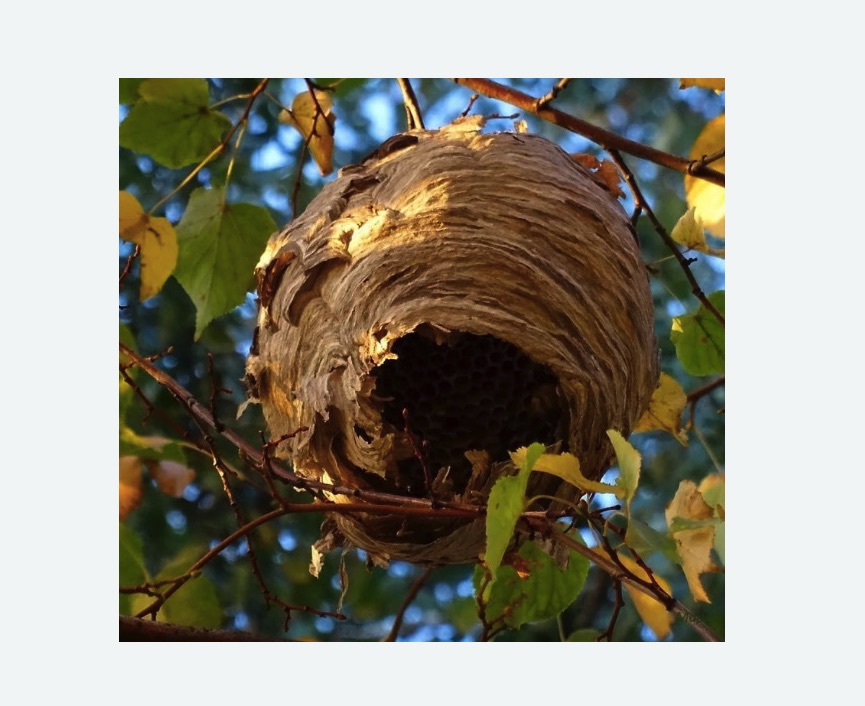 Обработка от шершней в Алтуфьевском районе Москвы