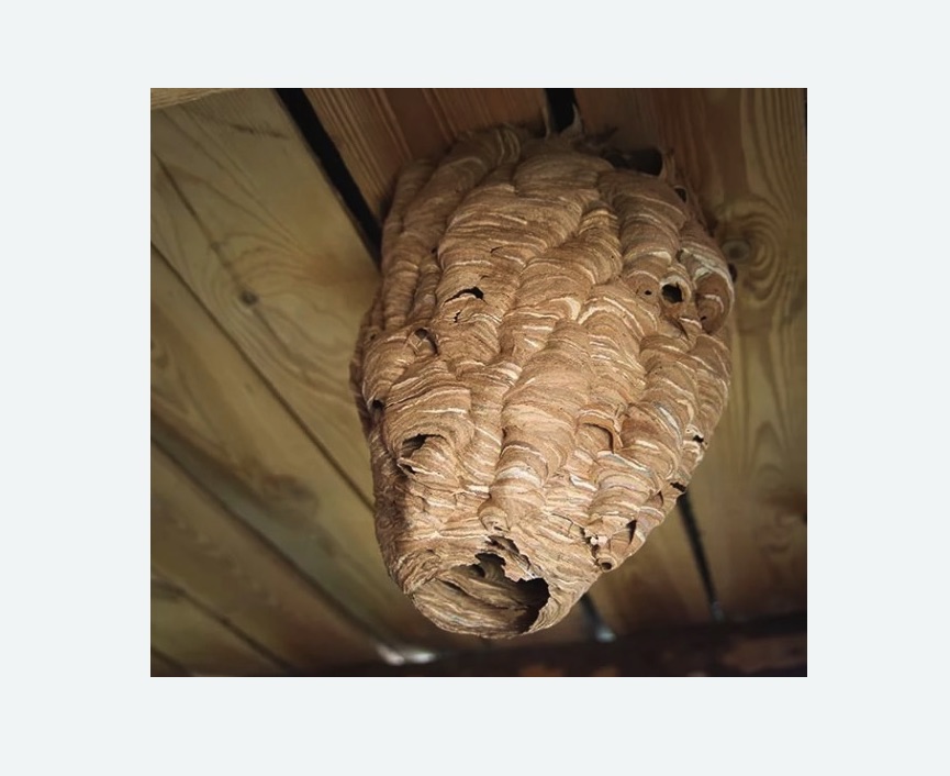 обработка от шершней в Алтуфьевском районе Москвы