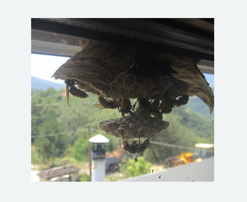 Уничтожение гнёзд шершней в Алтуфьевском районе Москвы