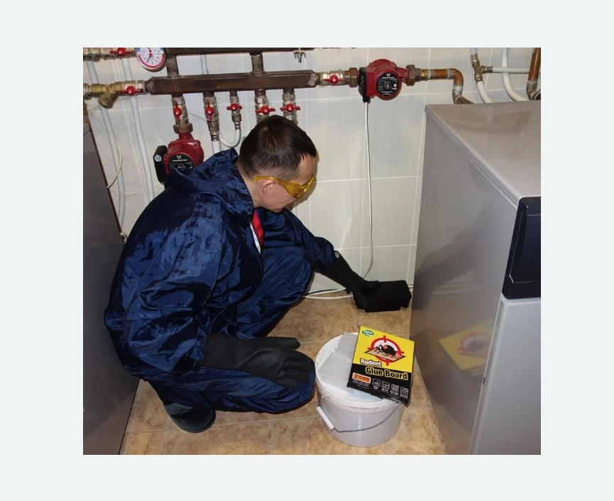 Уничтожение крыс в Алтуфьевском районе Москвы