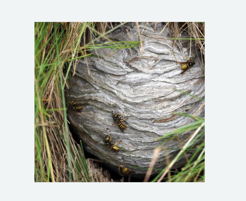 Уничтожение ос и ульев в Алтуфьевском районе Москвы